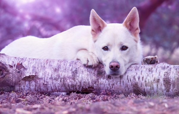 Грустная белая овчарка лежит на дереве