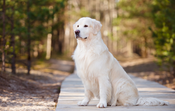 Серьезный золотистый ретривер сидит на деревянном мосту