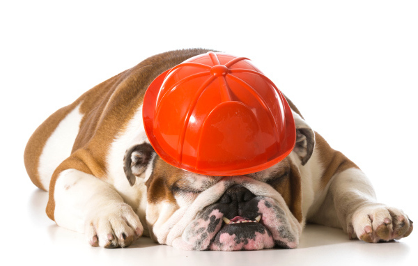 Спящий бульдог в каске на белом фоне