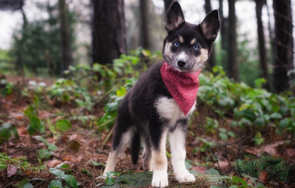 Маленький голубоглазый щенок с платком на шее в лесу 