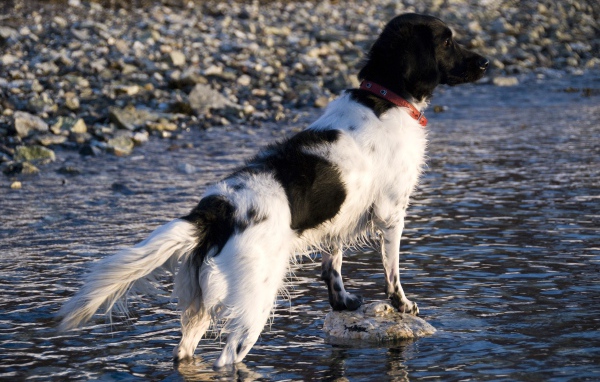 Охотничья собака породы стабихун стоит в воде
