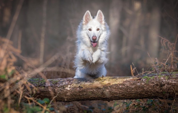 Белая овчарка перепрыгивает через упавшее дерево 