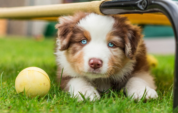 Australian Shepherd puppy with a ball on green grass