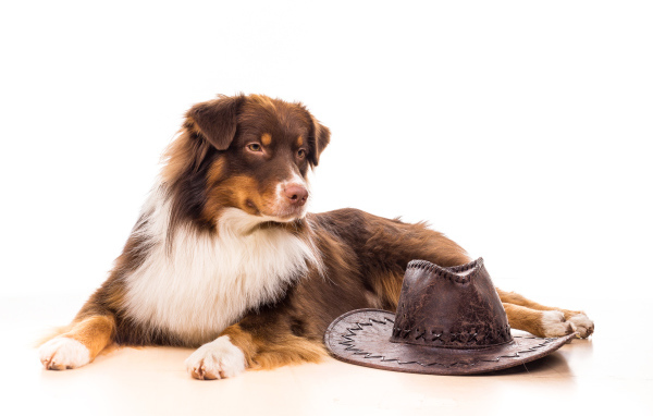 Австралийская Овчарка с ковбойской шляпой на белом фоне