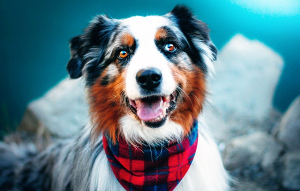 Австралийская овчарка с высунутым языком