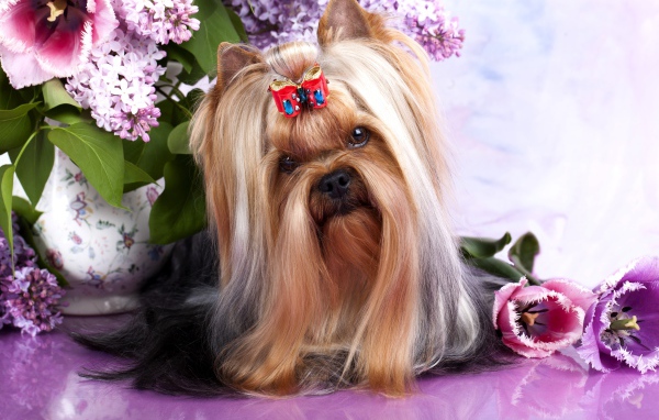 Австралийский шелковистый терьер с цветами сирени и тюльпанами