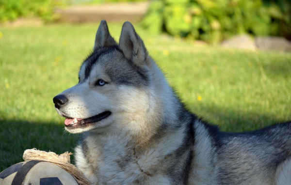 Красивый голубоглазый хаски лежит на зеленой траве