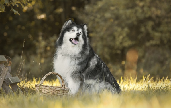 Большая собака сидит на траве с корзиной