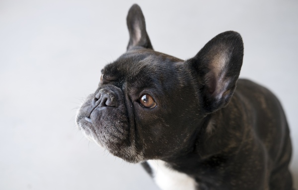 Черный французский бульдог на сером фоне