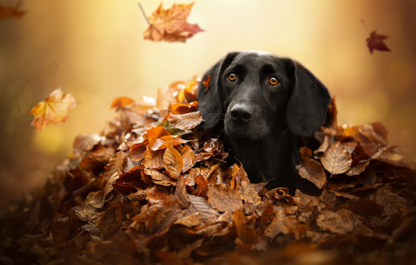 Черный лабрадор сидит в сухой опавшей листве