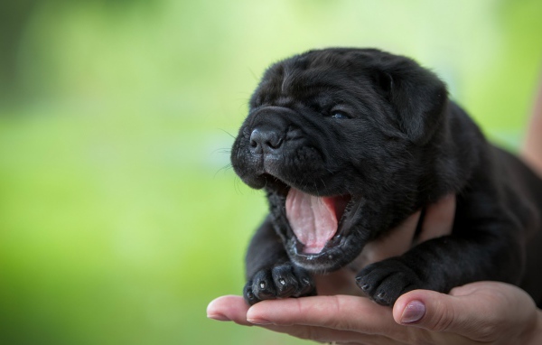Черный милый щенок Кане-корсо зевает на руке