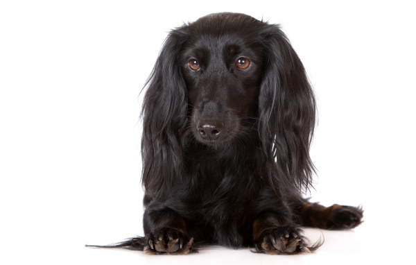 Черная такса на белом фоне