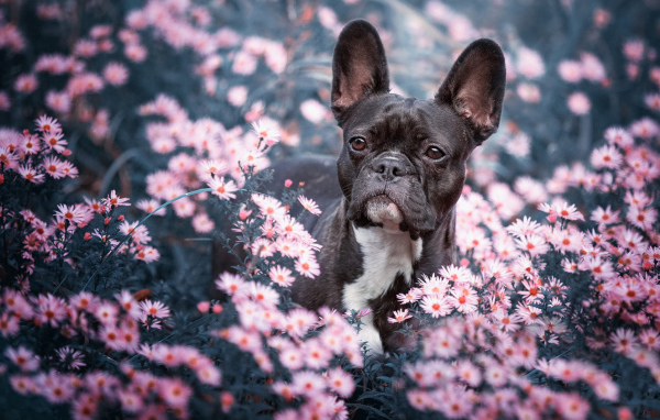 Черный французский бульдог сидит в цветах 