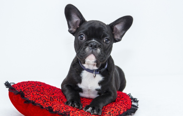 Черный щенок французского бульдога лежит на красной подушке в форме сердца 