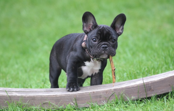 Черный щенок французского бульдога с палкой в зубах 