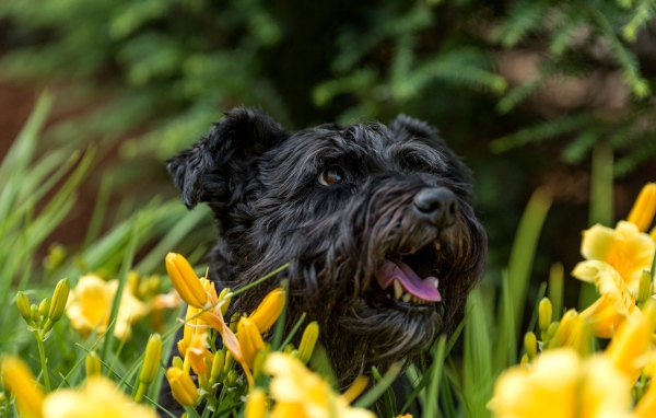 Черный лохматый пес сидит в желтых лилиях