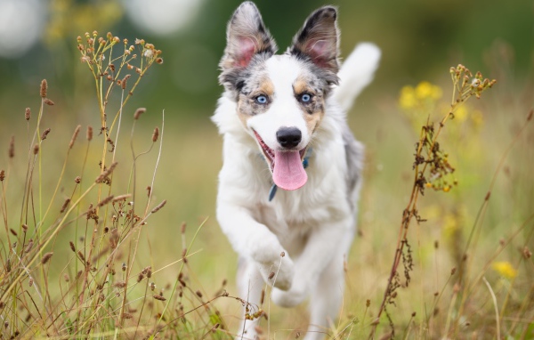 Голубоглазая собака породы бордер колли с высунутым языком бежит по траве