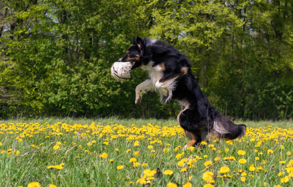 Собака породы бордер колли с мячом в зубах прыгает на поле с желтыми одуванчиками