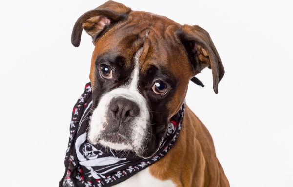 Боксер с платком на шее на сером фоне