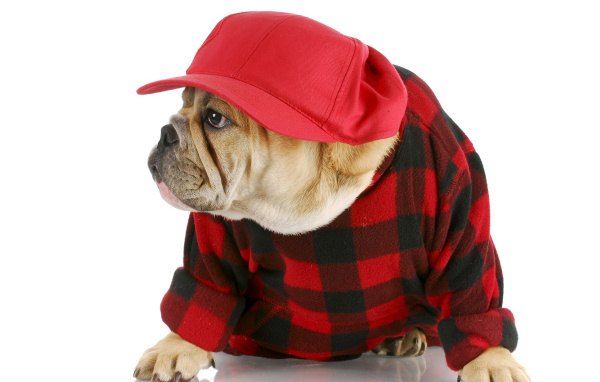 Бульдог в бейсболке на белом фоне