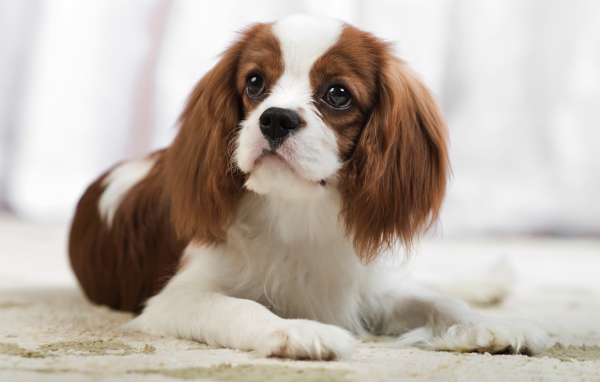 Кавалер кинг чарльз спаниель лежит на песке