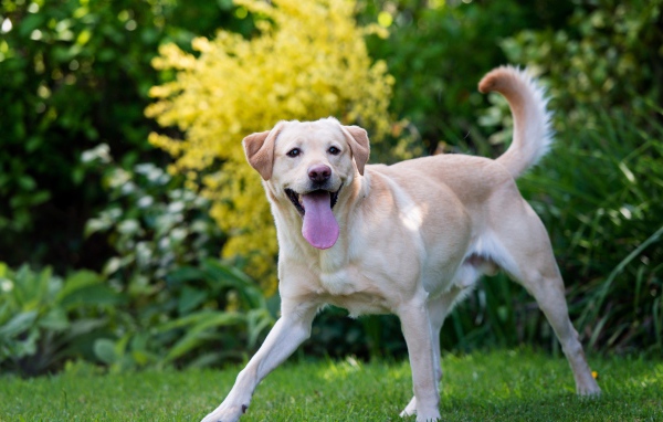 Веселый золотистый ретривер с высунутым языком 