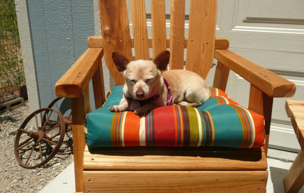 Чихуахуа спит в кресле