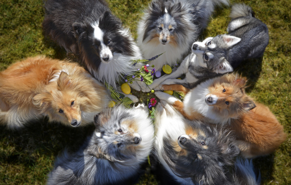 Собаки породы колли смотрят вверх