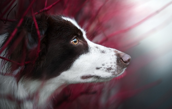 Любопытный взгляд  собаки породы бордер колли