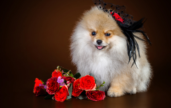 Милый шпиц в шляпке с букетом 