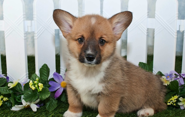 Милый маленький щенок вельш корги сидит на траве