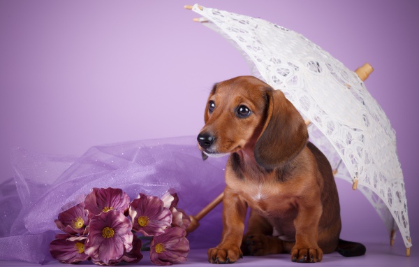 Dachshund under a white umbrella on a purple background