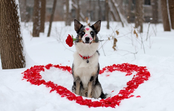 Собака породы Бордер-колли с розой в зубах сидит на снегу с сердцем из лепестков