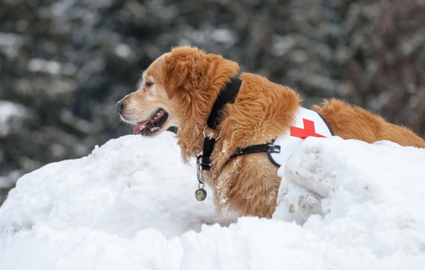 Собака золотистый ретривер спасатель на снегу