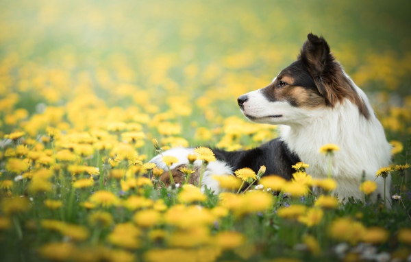 Собака породы бордер колли лежит в желтых одуванчиках 