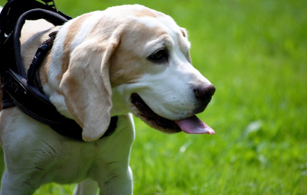 Пес поводырь породы бигль с высунутым языком