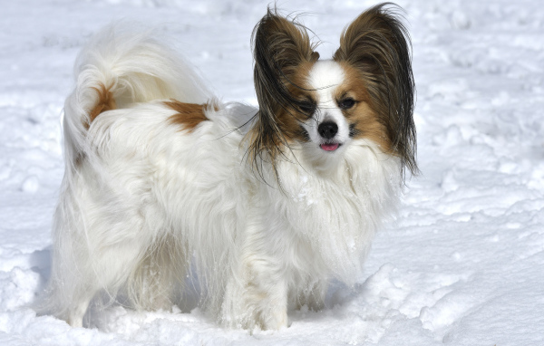 Пес породы Кинг-чарльз-спаниель стоит на снегу