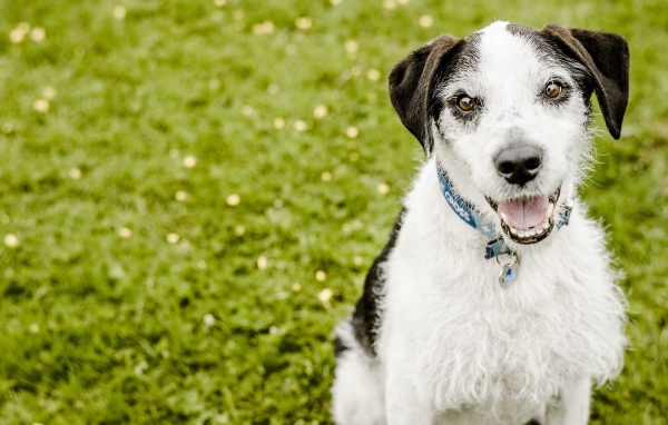 Пес с высунутым языком сидит на зеленой траве