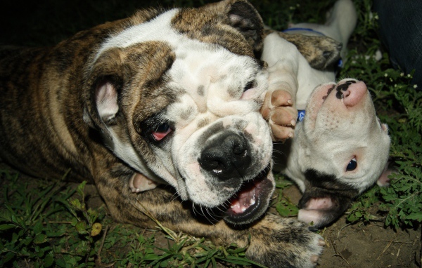 Английский бульдог со щенком играют на траве