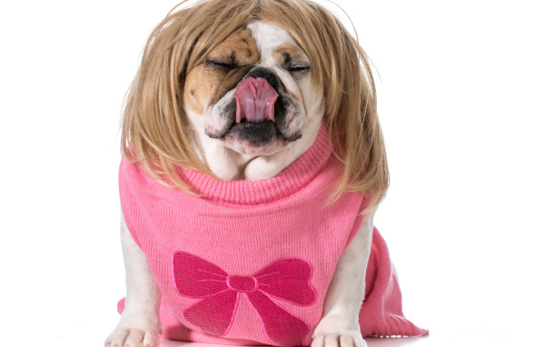 Английский бульдог в парике на белом фоне