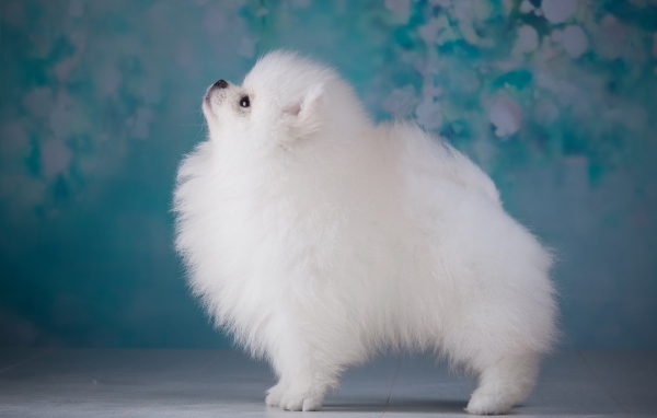 Пушистый белый шпиц боком