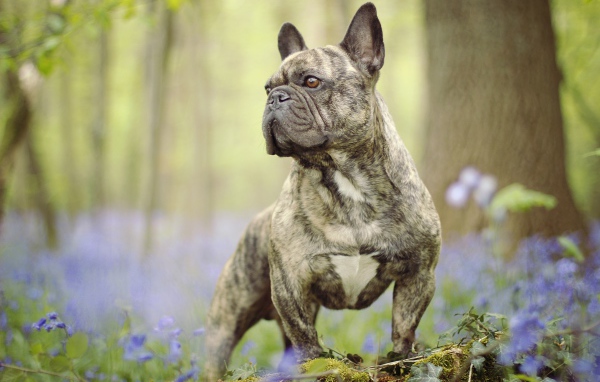 Французский бульдог гуляет по лесу