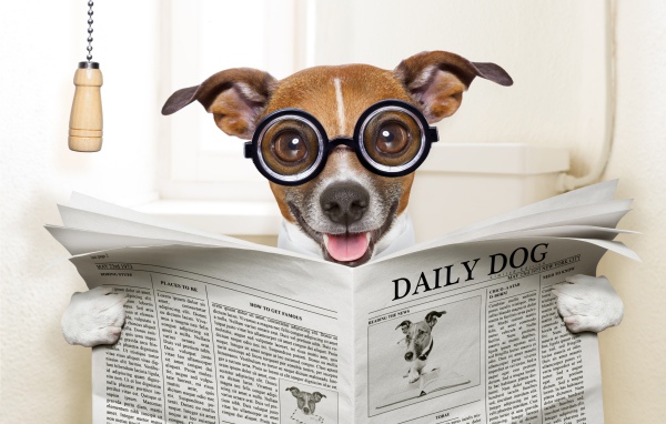 Смешная собака в очках читает газету