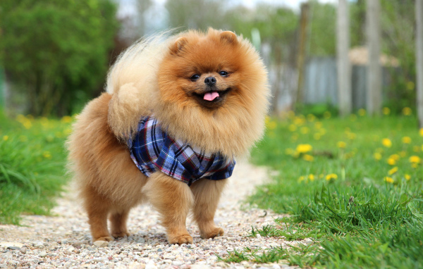 Смешной пушистый шпиц в рубашке 