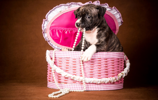 Забавный щенок в розовой корзине с бусами