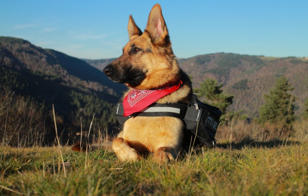 Немецкая овчарка с рюкзаком лежит на траве на фоне гор