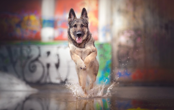 Немецкая овчарка с высунутым языком бежит по воде 