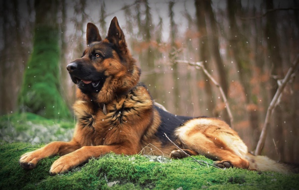 Немецкая овчарка лежит на покрытой мхом земле
