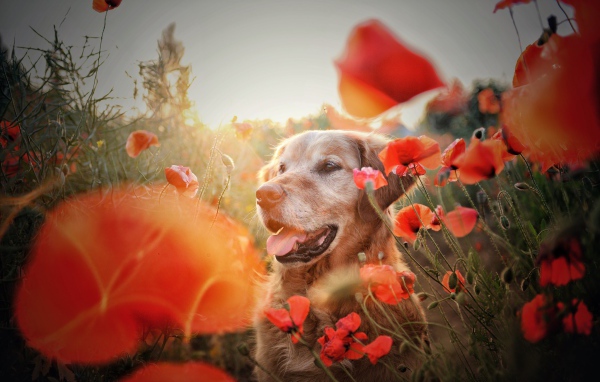 Золотистый ретривер в цветах красного мака