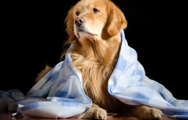 Золотистый ретривер лежит под пледом на черном фоне